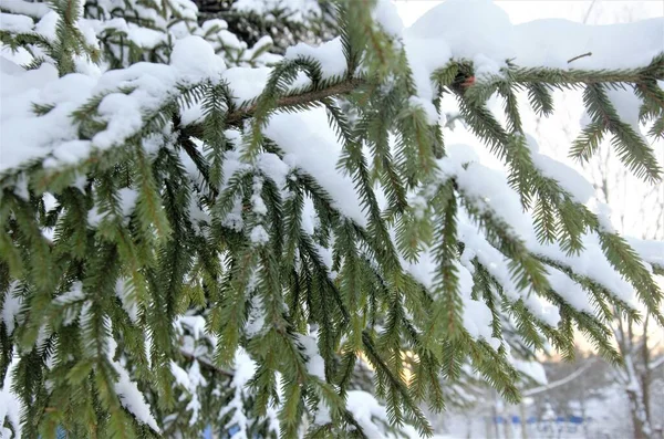 Rama de abeto cubierta de nieve, pata de abeto pesado —  Fotos de Stock