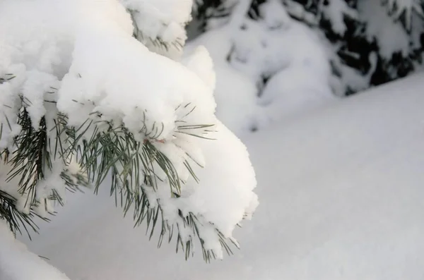 Winter nature, spruce branch in the snow — Stock Photo, Image