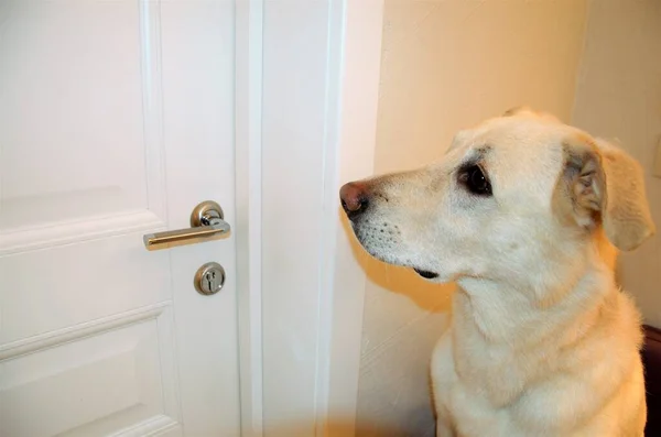Ein weißer Hund blickt auf die Tür, während er wartet Stockbild