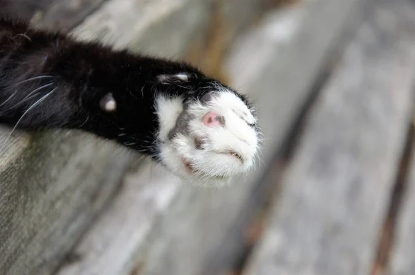 Close-up gatos pata preto e branco, fundo — Fotografia de Stock