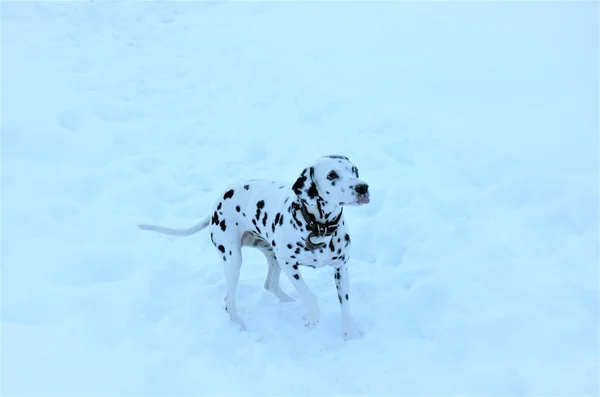 Em branco cão branco de neve com manchas pretas dálmata — Fotografia de Stock