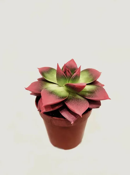 Beyaz bir arka planda saksıdaki kırmızı kutsal çiçek.