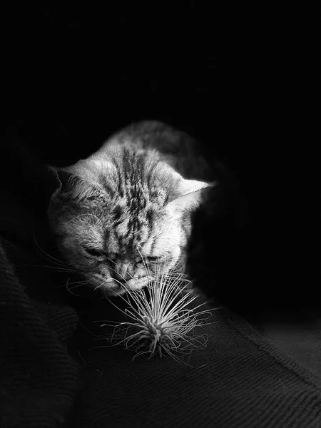 Delicata fotografia in bianco e nero di un gatto che annusa un fiore — Foto Stock