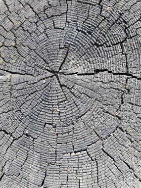 ağaç kesimi dokusu yıllık halkalar, arkaplan grisi