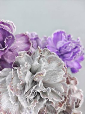 Beyaz arka planda çok renkli karanfiller.