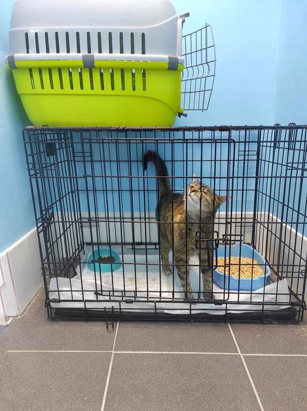 Bir veteriner kliniğinde kafesteki kedi.