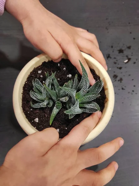 Kaktüs çiçeği ekiyorum, tencereye sulu.