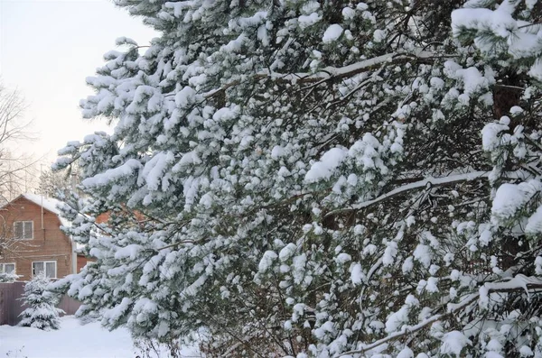 Durch die schneebedeckten Kiefernzweige sieht man ein Holzhaus — Stockfoto