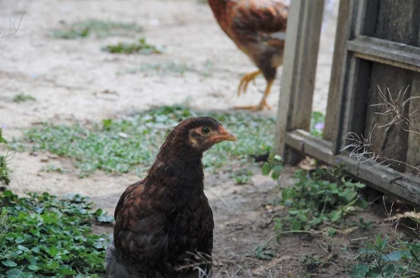 Grote kip wandelen in de tuin, vogels home yard — Stockfoto