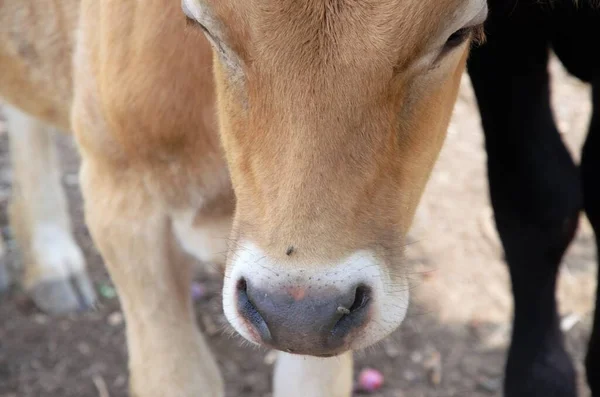 O focinho de um touro marrom jovem é close-up, uma mosca senta-se no nariz — Fotografia de Stock