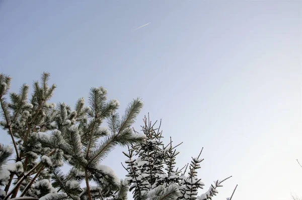 Fichtenzweige mit Schnee gegen den blauen Himmel — Stockfoto