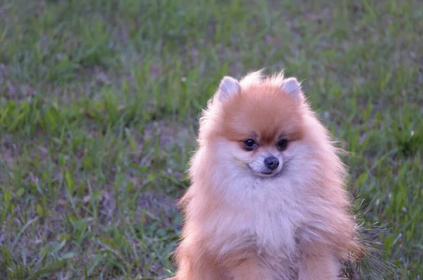 Small dog red spitz looks away, minimalism — Stock Photo, Image