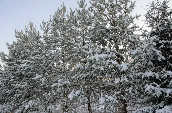 Wald im Winter, alle Bäume im Schnee, wunderschöne Winterlandschaft — Stockfoto