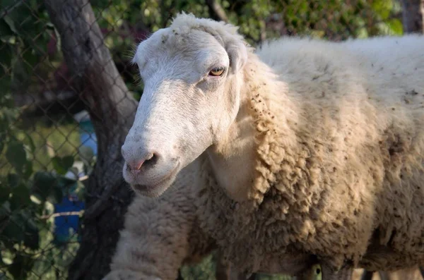 Yazın otlakta evcil koyunlar, ev ekonomisi — Stok fotoğraf