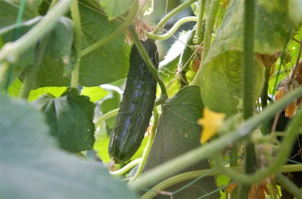 Cucumber grows in a greenhouse among the leaves, close-up Stockbild
