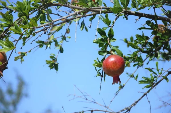 Pomegranate on a tree high, fruit harvest concept — Zdjęcie stockowe