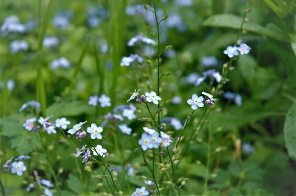 Blue forget-me-not flowers in the grass in the garden, summer slide — Stock Photo, Image
