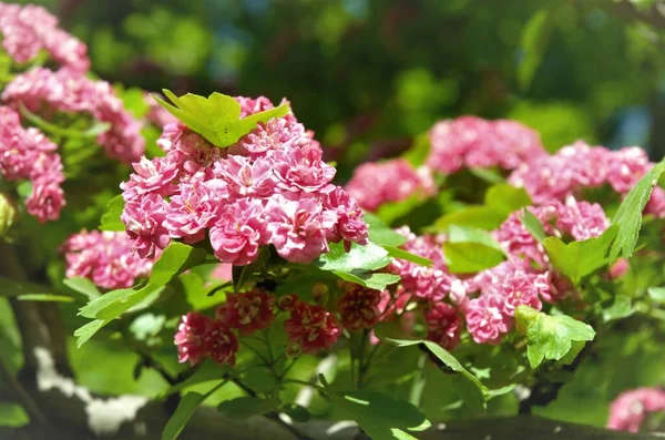 Flowering hawthorn bush, pink flowers with green leaves —  Fotos de Stock