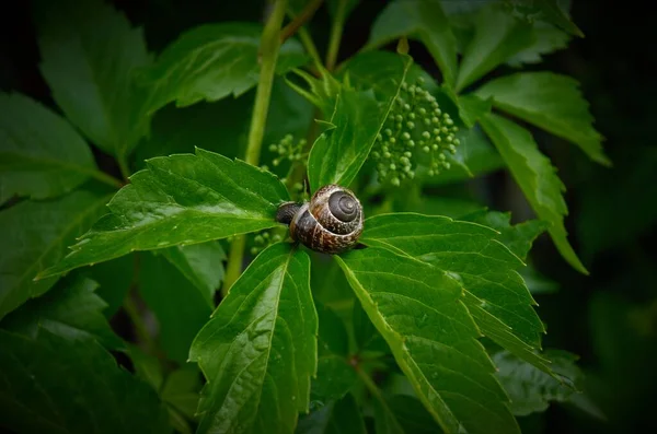 Büyük yeşil bir yaprak üzerinde salyangoz kabuğu,