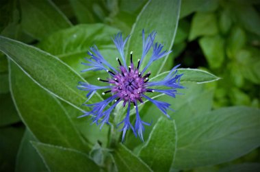 Çayırdaki, tarladaki mavi çiçeğin tepesinden manzara.