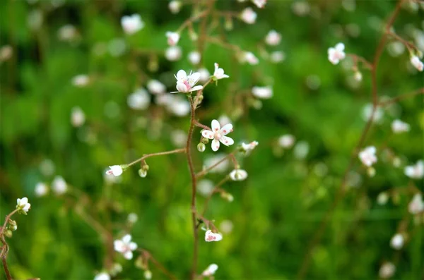 Büyük çarşaflı küçük beyaz bahçe çiçeği. Kuş kirazı çiçeği