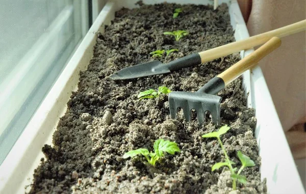 Transplanting seedlings with a shovel and small rake into a container on the windowsill — Stock Fotó