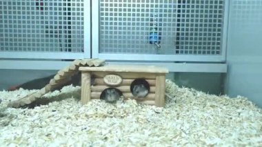 Two little grays in the cabin, running back and forth,filmed at an accelerated pace