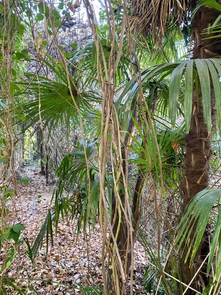 Tropical forest of palm and liana. Journey — Fotografia de Stock