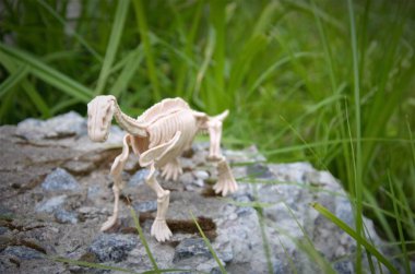 Yeşillikte bir kayanın üzerinde dinozor iskeleti, oyuncak.