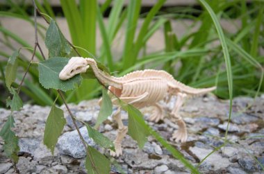 Oyuncak dinozor iskeleti bir ağacın makarna yaprağında
