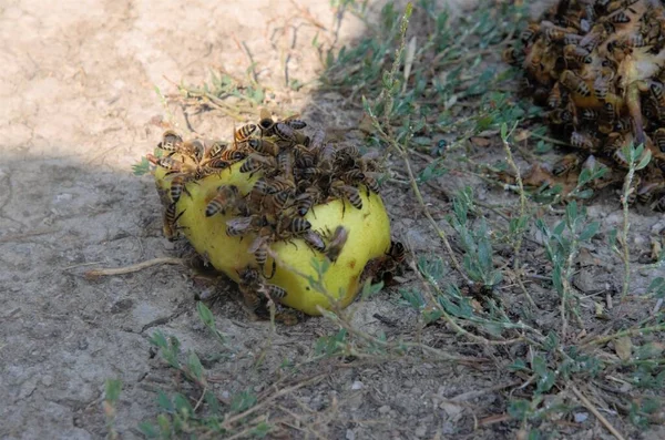 Arılar olgun bir armut üzerinde otururlar. Arılar tatlı meyve yerler.