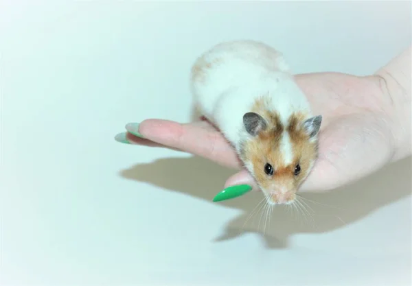 Kolunda beyaz bir arka planda oturan hamster beyazı.