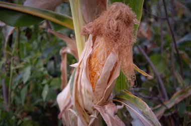 Bahçedeki bir yatakta mısır koçanı. Yakın plan.