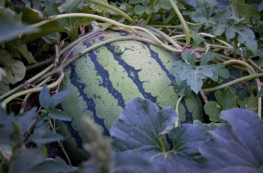 Çizgili karpuz bahçedeki bir yatakta yetişir, hasat eder.
