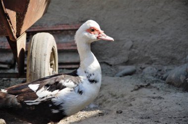 Kümes kazları avluda siyah beyaz