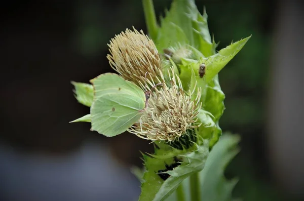 Yeşil kanatlı kelebek çimenle birleşir