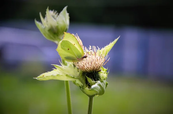 Bitkinin üzerindeki yeşil kelebek yapraklarla birleşir.