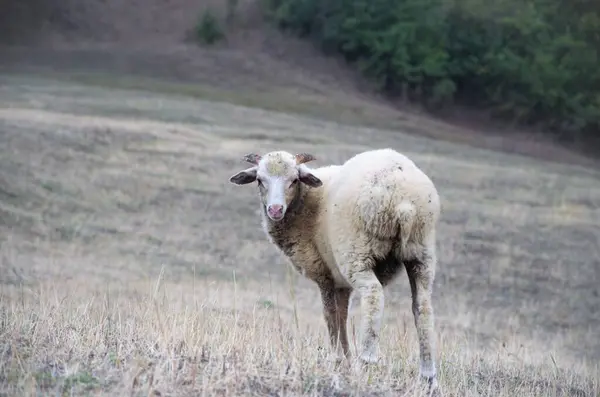 Um animal de estimação de ovelha em um passeio olha para a câmera — Fotografia de Stock