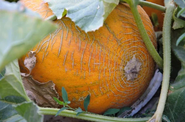 Bahçedeki yeşillikte bir yatakta sarı karpuz, hasat