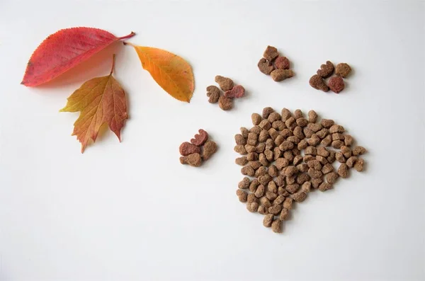 Katten of honden poot van voedsel met herfstbladeren — Stockfoto