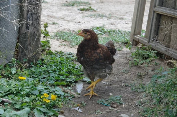 Nagy csirke séta az udvaron, madarak haza udvar — Stock Fotó