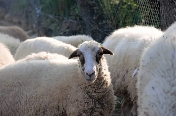 Ovelhas em um rebanho em pasto, animais de estimação na fazenda — Fotografia de Stock