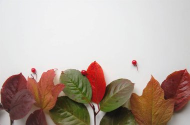 Kaydedecek bir yeri olan beyaz arka planda çok renkli yapraklar