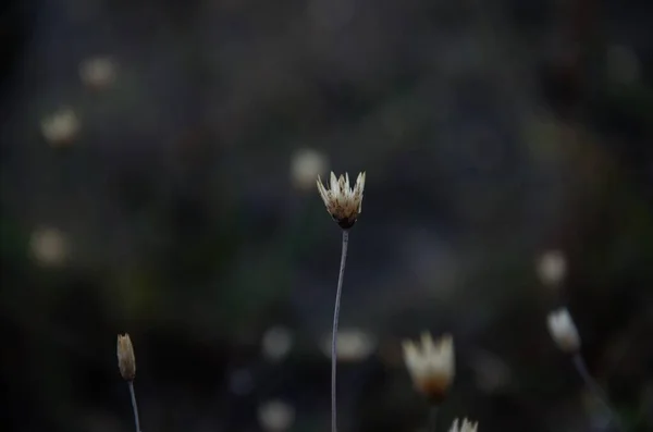 Grama seca no outono, minimalismo em um fundo escuro — Fotografia de Stock