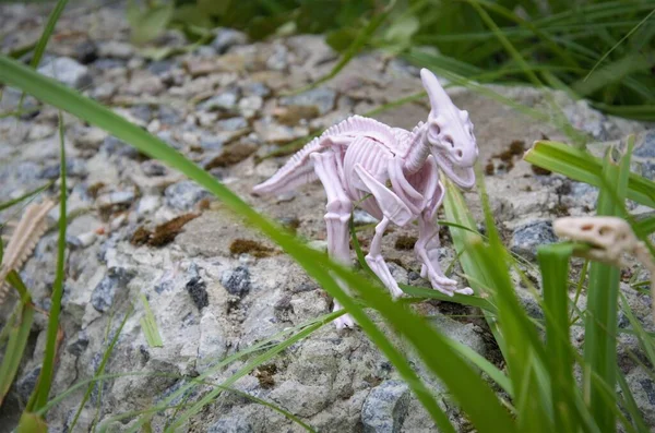 Dinozor iskeletleri oyuncaklar otların üzerinde bir kayanın üzerinde duruyor, oyun