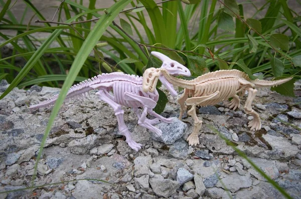 Esqueletos de dinosaurios de juguete en la naturaleza, uno mordiendo al otro — Foto de Stock