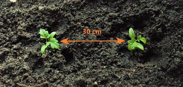 Instruction, the distance between the sprouts of seedlings is 30 cm — Stock Photo, Image