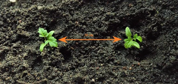 Instructies voor het planten van tomatenzaailingen, de afstand tussen de spruiten Stockfoto