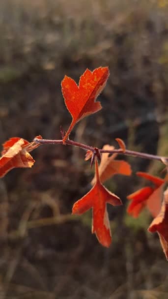 Autumn red leaves on a branch with solar glare — Stock Video