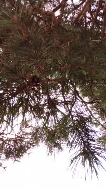Las ramas de pino con conos se balancean en el viento — Vídeo de stock